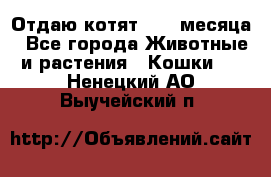 Отдаю котят. 1,5 месяца - Все города Животные и растения » Кошки   . Ненецкий АО,Выучейский п.